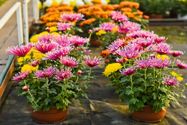 Piękne i odporne na zimno