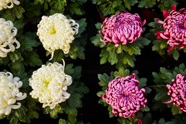 Piękne i odporne na zimno