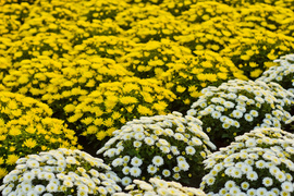 Piękne i odporne na zimno