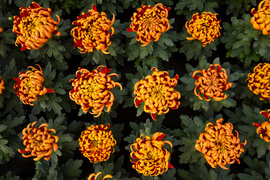 Piękne i odporne na zimno