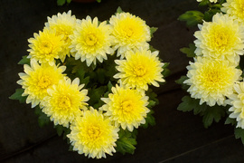 Piękne i odporne na zimno