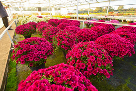 Piękne i odporne na zimno