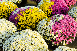 Piękne i odporne na zimno