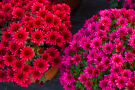 Piękne i odporne na zimno