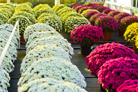 Piękne i odporne na zimno