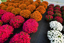 Piękne i odporne na zimno