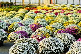 Piękne i odporne na zimno