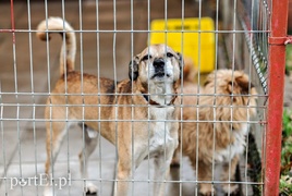 Schronisko zasypane prezentami