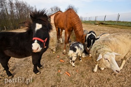 Dziś zwierzęta mają głos