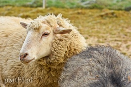 Dziś zwierzęta mają głos