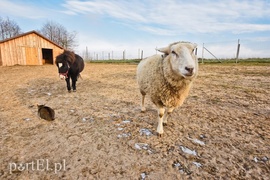 Dziś zwierzęta mają głos
