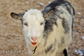 Dziś zwierzęta mają głos