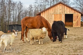 Dziś zwierzęta mają głos