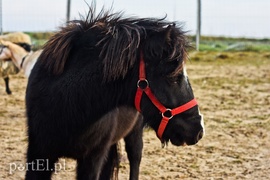 Dziś zwierzęta mają głos
