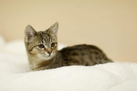 Galeria pod psem i kotem (Odc.82)