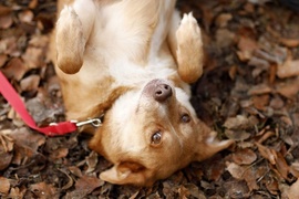 Galeria pod psem i kotem (Odc.82)