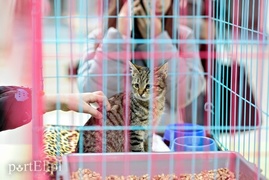 Miau, zabierz mnie do domu