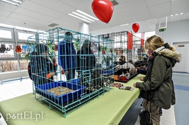 Miau, zabierz mnie do domu