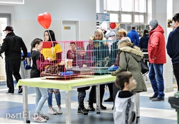 Miau, zabierz mnie do domu