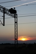 Wróciły do nas bociany! Dzisiaj mają swoje święto