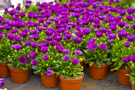 Konkurs. Piękne bratki na balkon i do ogrodu