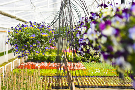 Konkurs. Piękne bratki na balkon i do ogrodu