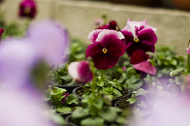 Konkurs. Piękne bratki na balkon i do ogrodu
