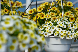 Konkurs. Piękne bratki na balkon i do ogrodu