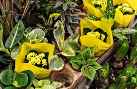 Zostań w domu, ale ciesz się wiosną z Kwiaciarnią Romantyczna