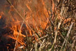 Pożar traw pod cmentarzem Dębica