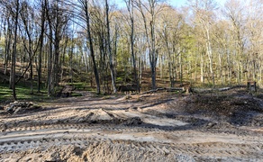 Lasy otwarte, ale bardzo suche