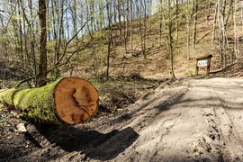 W maju koniec remontu na części szlaku czerwonego w Bażantarni