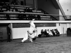Elbląski sport z lat 70. na zdjęciach Czesława Misiuka: judo zdjęcie nr 223411