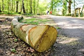 Wycinka w Bażantarni: prace porządkowe czy zagrożenie?