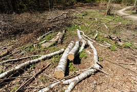 Wycinka w Bażantarni: prace porządkowe czy zagrożenie?