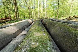 Wycinka w Bażantarni: prace porządkowe czy zagrożenie?