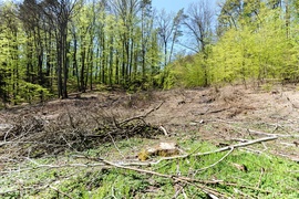 Wycinka w Bażantarni: prace porządkowe czy zagrożenie?