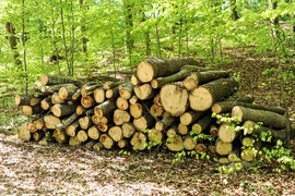 Wycinka w Bażantarni: prace porządkowe czy zagrożenie?