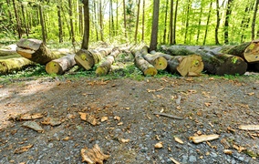 Wycinka w Bażantarni: prace porządkowe czy zagrożenie?