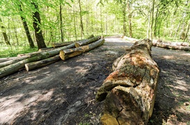Wycinka w Bażantarni: prace porządkowe czy zagrożenie?