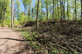 Wycinka w Bażantarni: prace porządkowe czy zagrożenie?