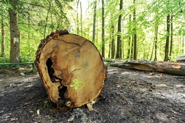 Wycinka w Bażantarni: prace porządkowe czy zagrożenie?