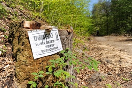 Wycinka w Bażantarni: prace porządkowe czy zagrożenie?