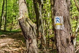 Wycinka w Bażantarni: prace porządkowe czy zagrożenie?