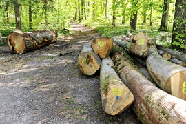 Wycinka w Bażantarni: prace porządkowe czy zagrożenie?