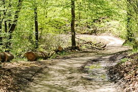 Wycinka w Bażantarni: prace porządkowe czy zagrożenie?