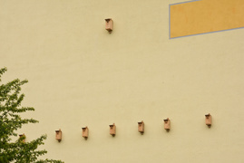 Więcej jerzyków