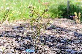 Warzywna enklawa w środku miasta