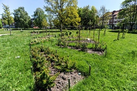 Warzywna enklawa w środku miasta