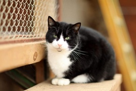 Galeria pod psem i kotem  (odc.102) 